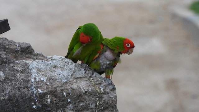 Guayaquil Papağanı - ML616826409