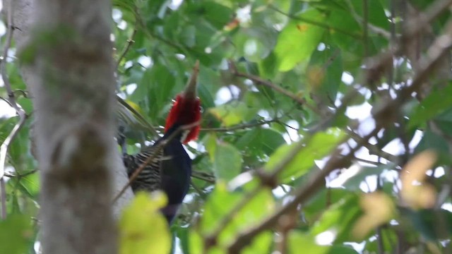 Pale-billed Woodpecker - ML616826431