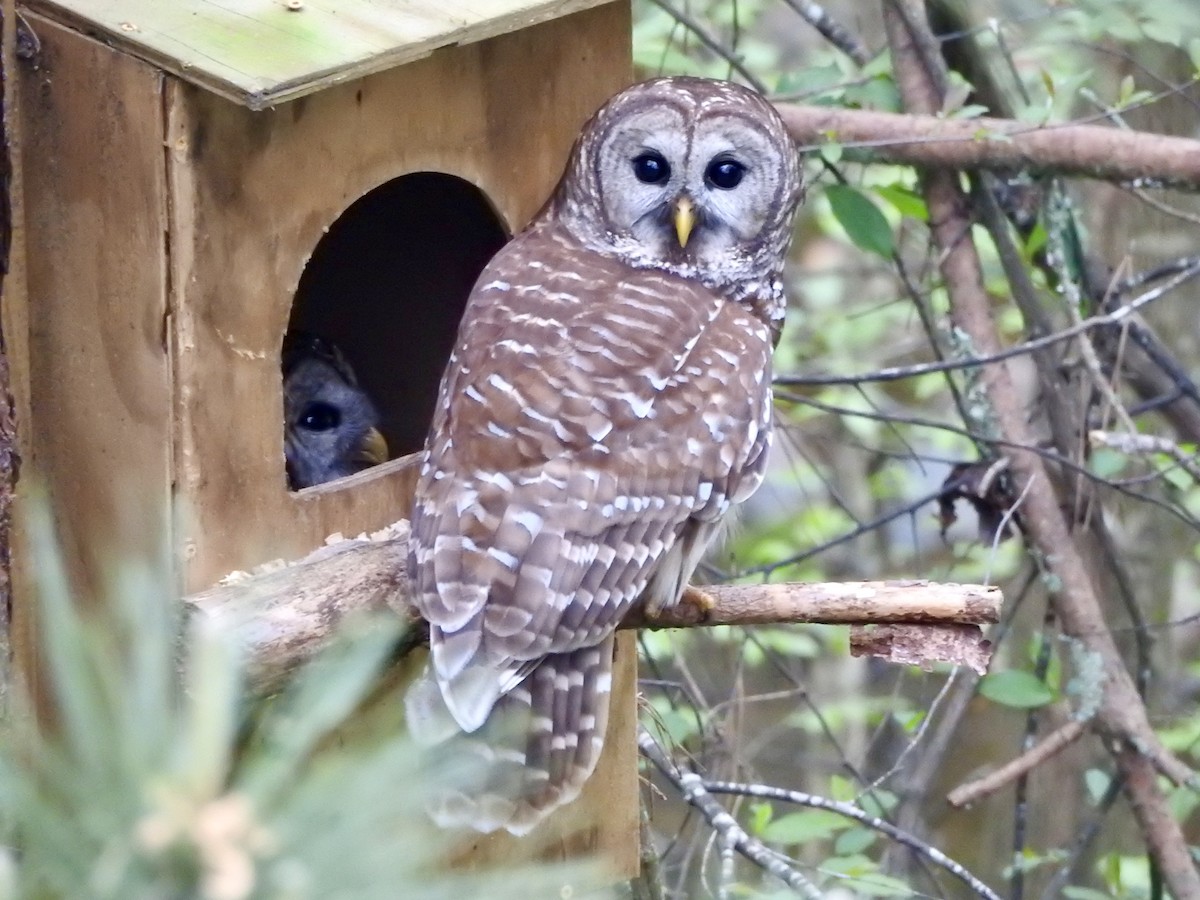 Barred Owl - ML616826483