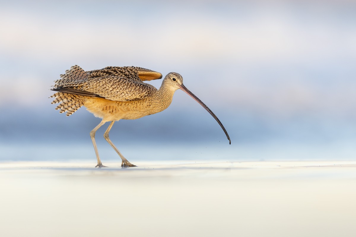Long-billed Curlew - ML616826497