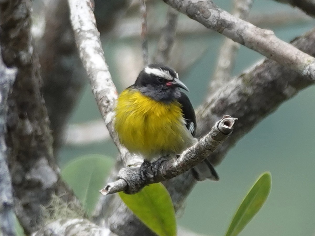 Bananaquit (Puerto Rico) - Barry Reed
