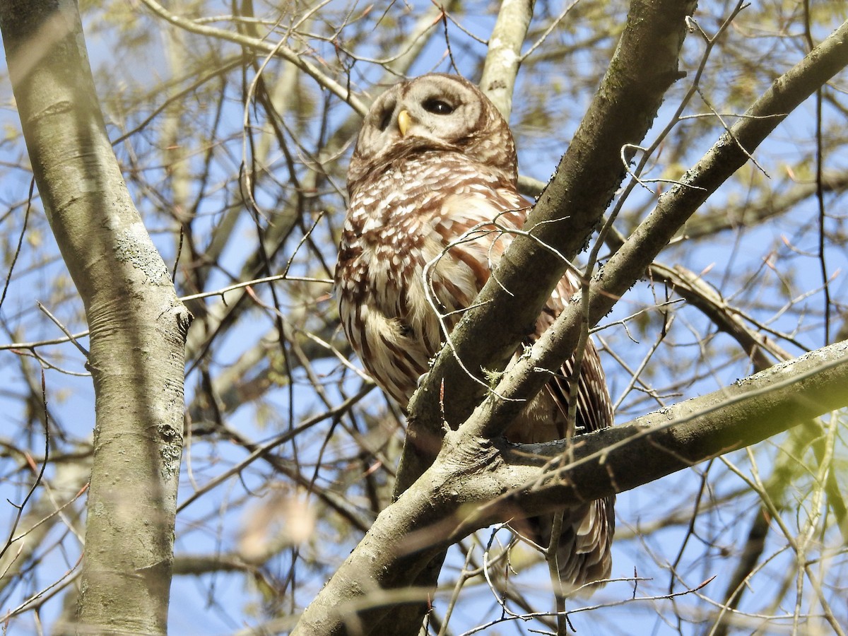 Barred Owl - ML616826619