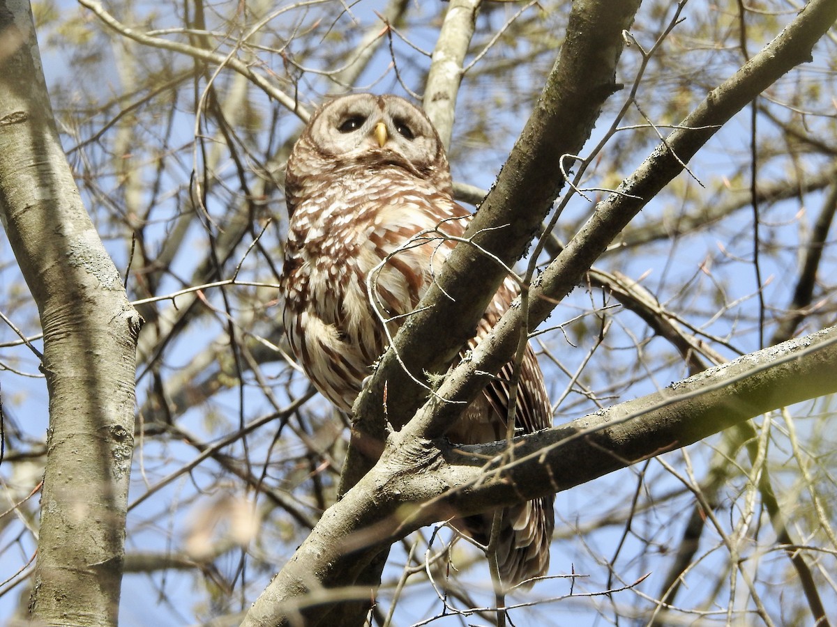 Barred Owl - ML616826620