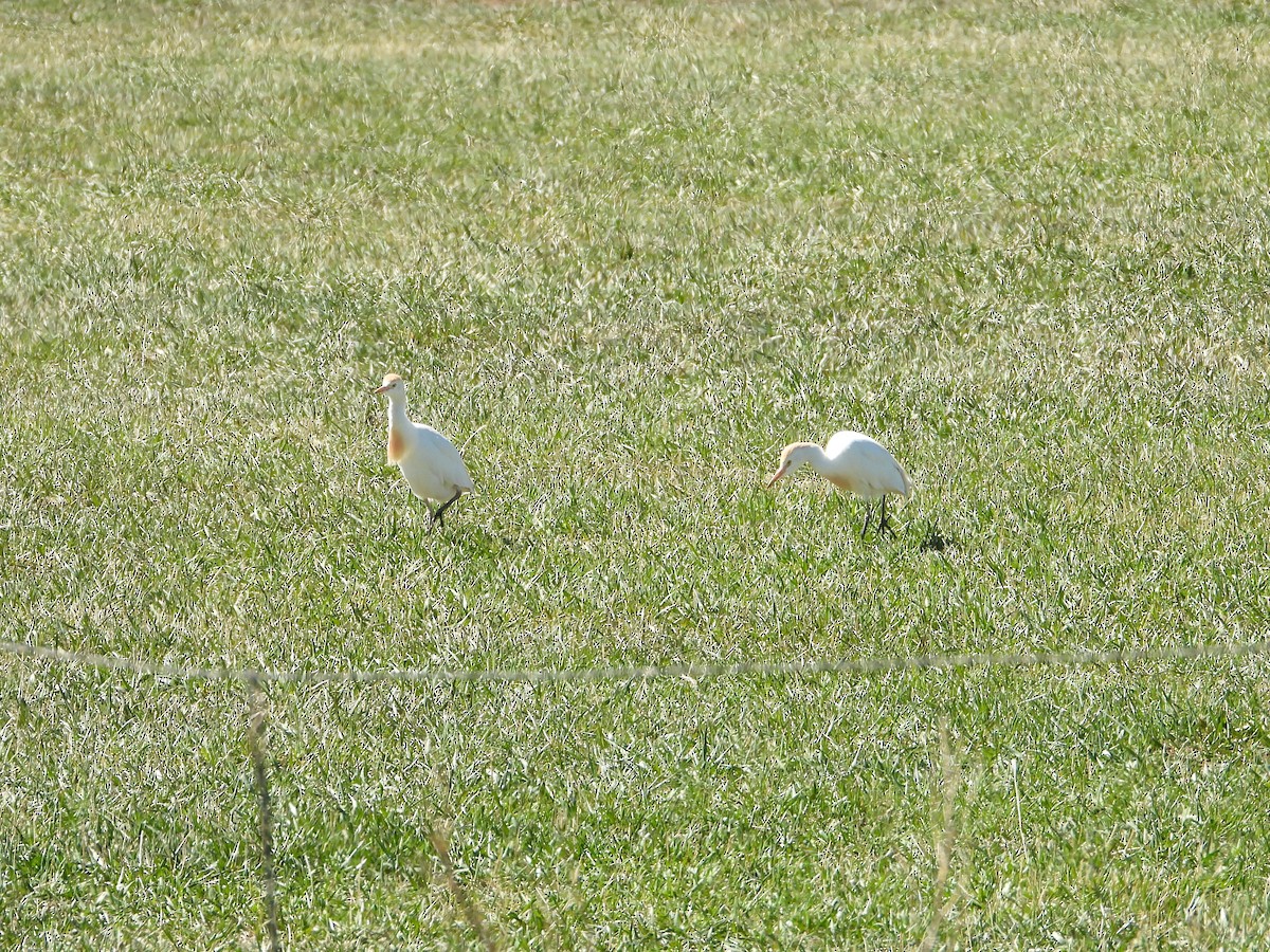 Чапля єгипетська (підвид ibis) - ML616826639