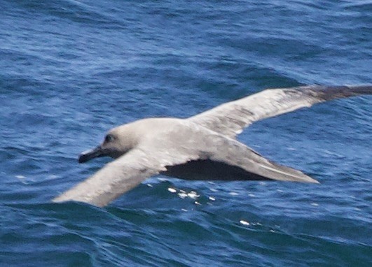 Sooty Albatross - ML616826703