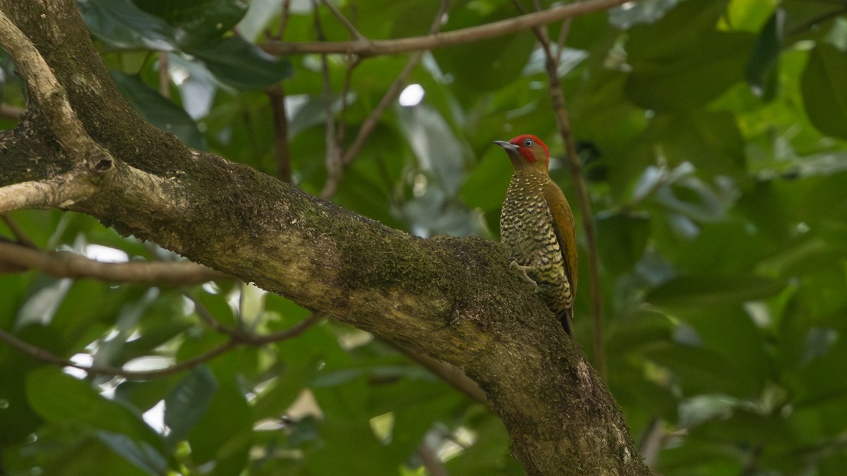 Rufous-winged Woodpecker - Guy de Bruyn
