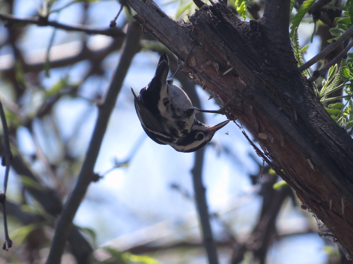 Black-and-white Warbler - ML616826739