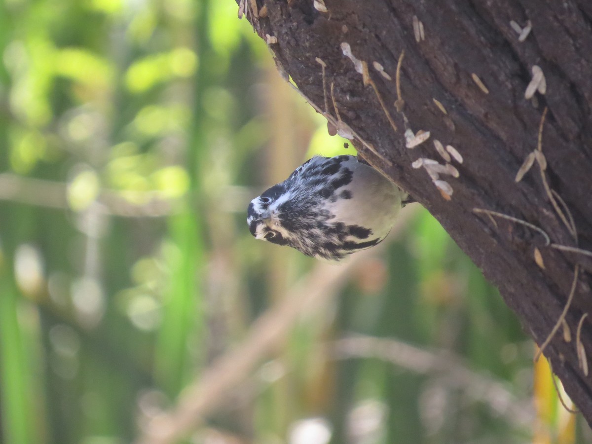 Black-and-white Warbler - ML616826741