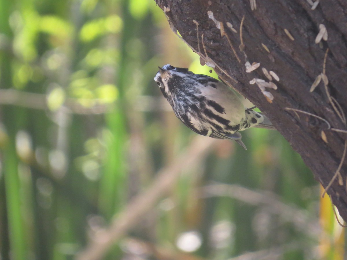 Black-and-white Warbler - ML616826747