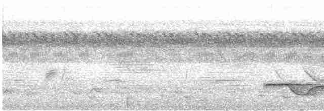 Riesennachtschwalbe - ML616826818