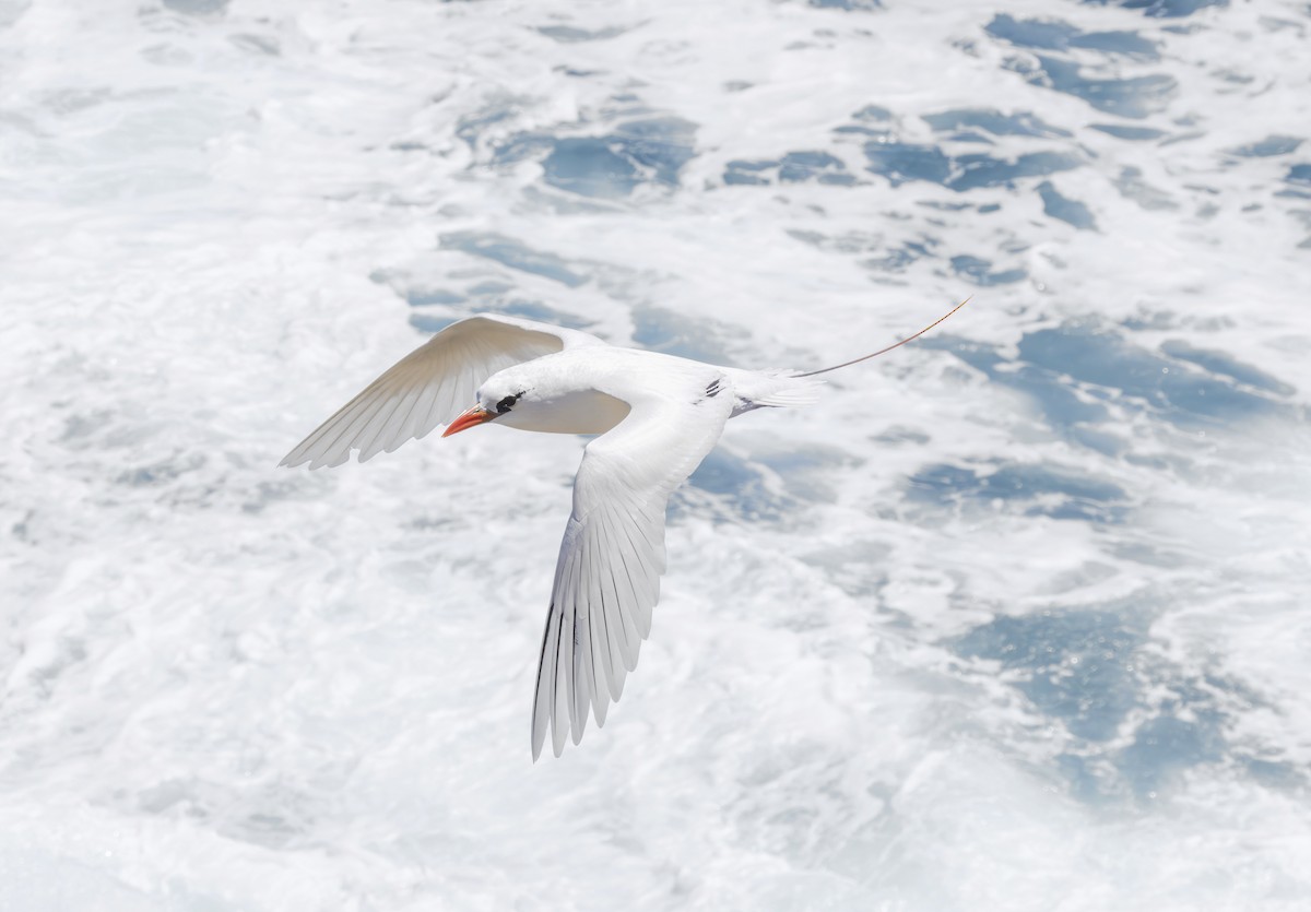 Red-tailed Tropicbird - ML616826820