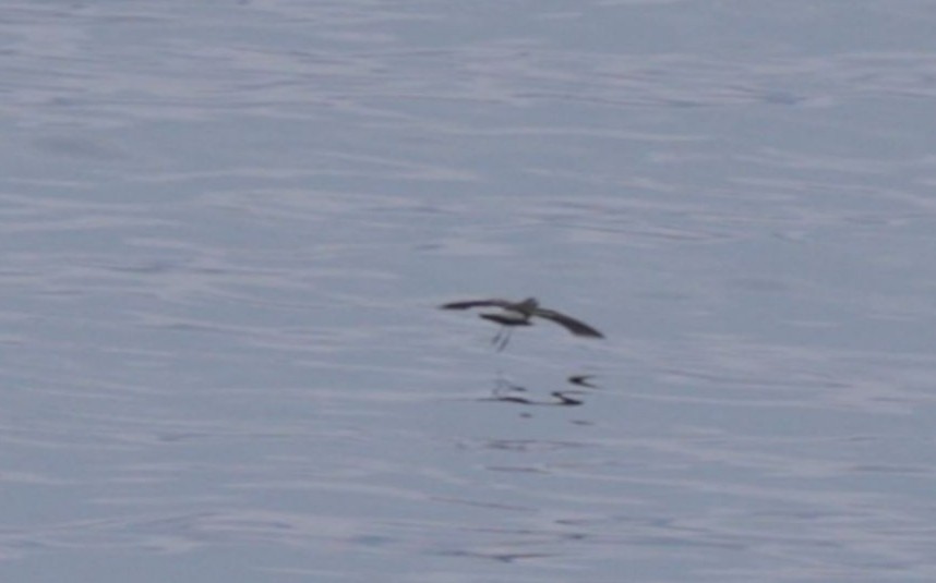 White-faced Storm-Petrel - ML616826850