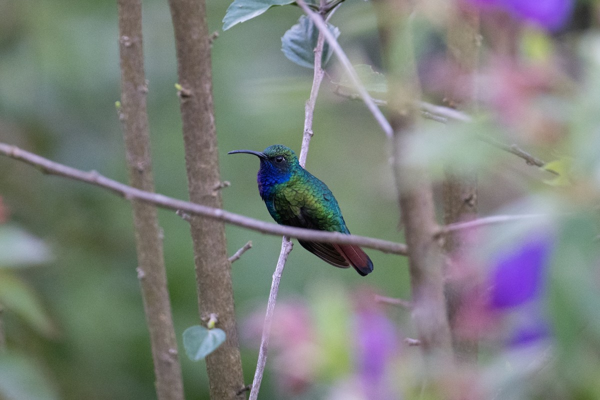 kolibřík azurovoprsý - ML616826864