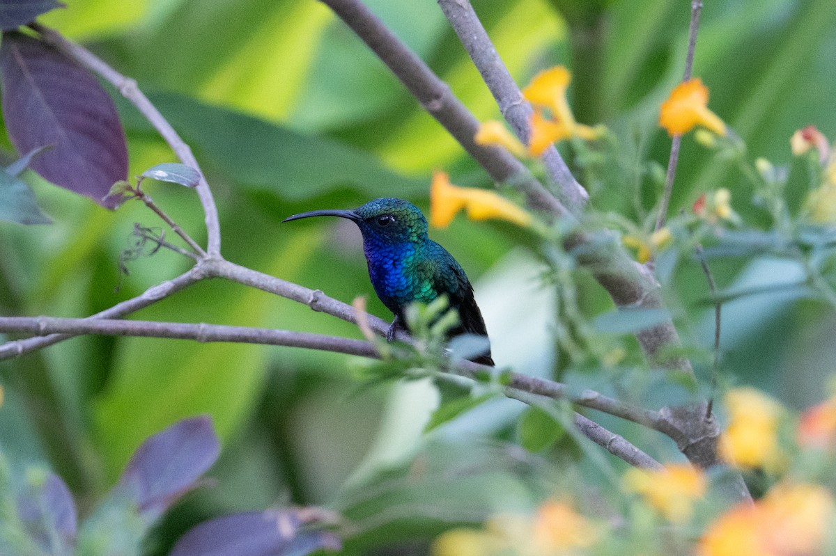 kolibřík azurovoprsý - ML616826865