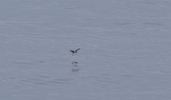 White-faced Storm-Petrel - George Swan