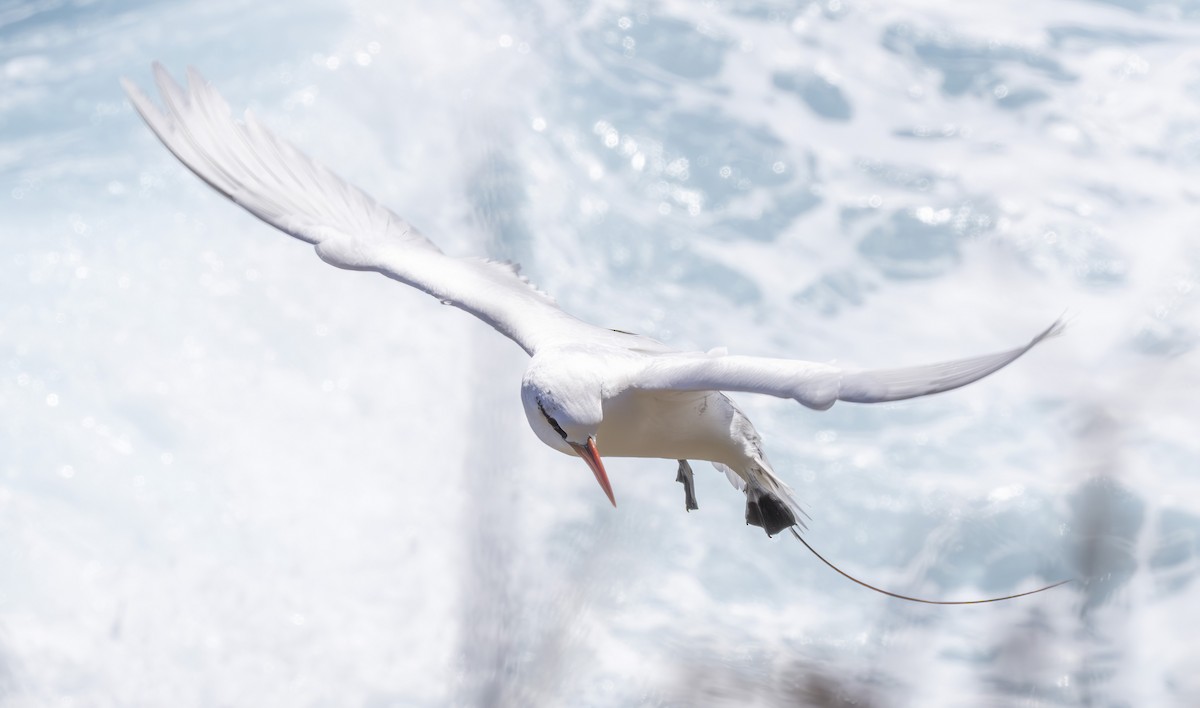Red-tailed Tropicbird - ML616827058