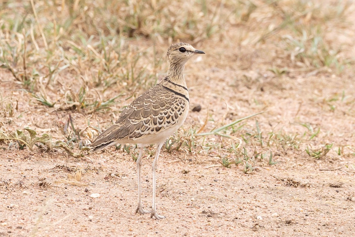 Double-banded Courser - ML616827122
