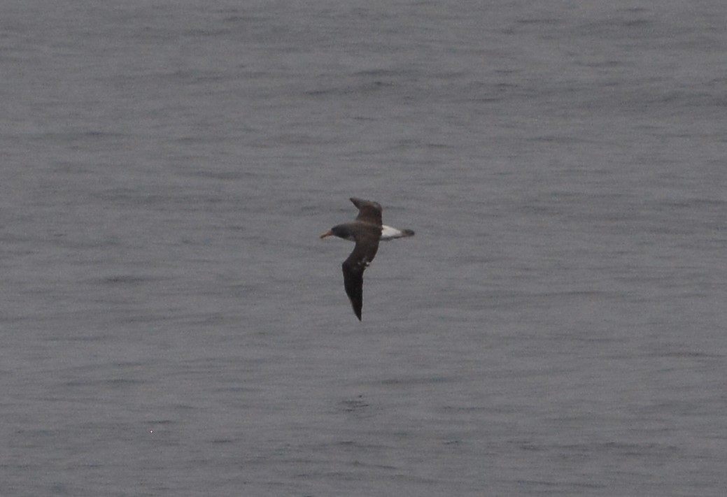 Albatros de las Chatham - ML616827123