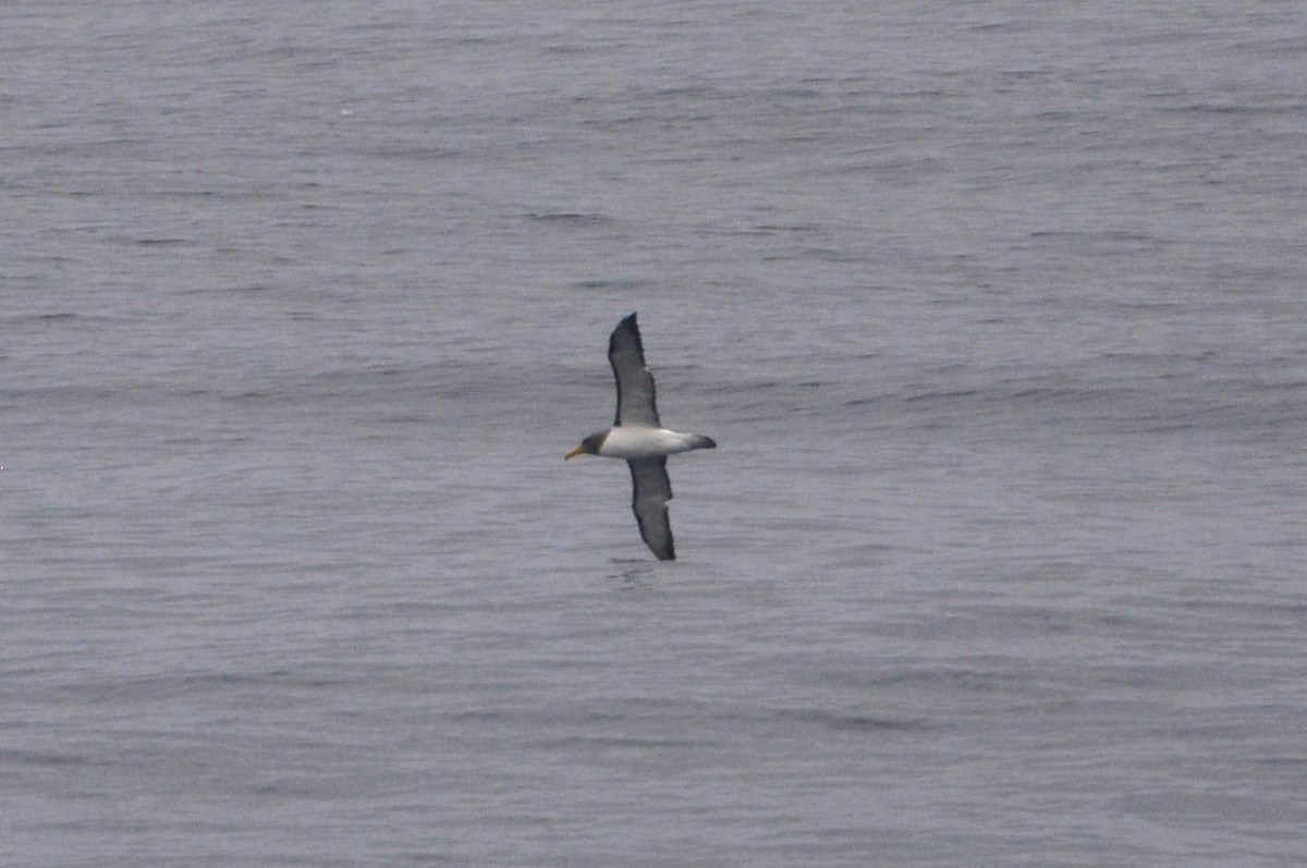Albatros de las Chatham - ML616827124