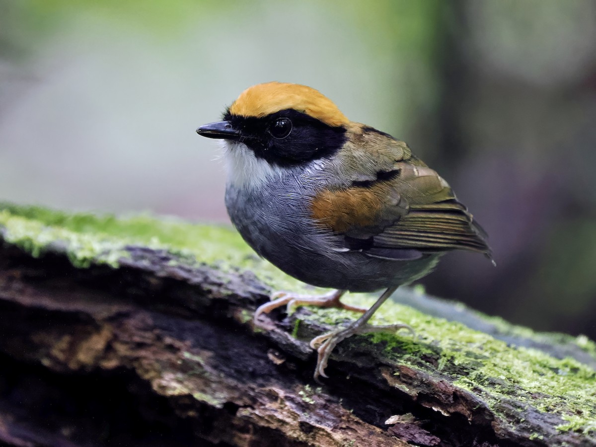 Black-cheeked Gnateater - Gabriel Willow