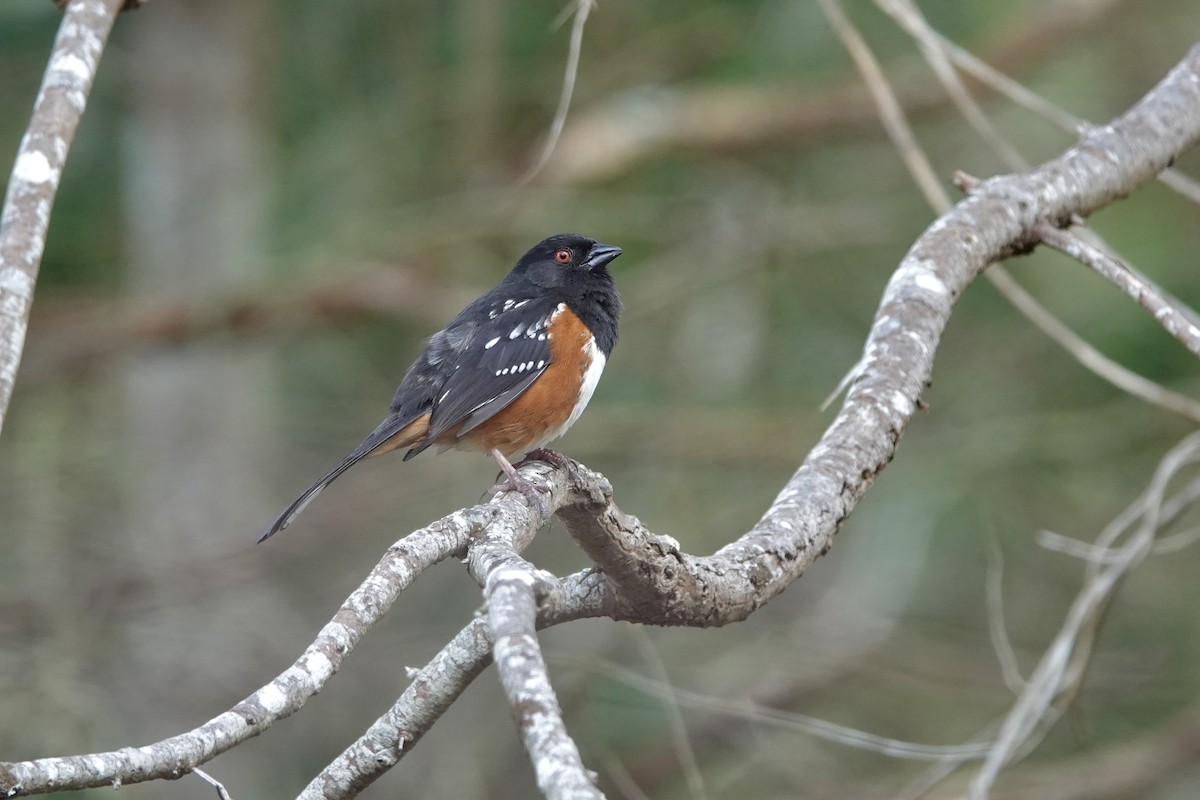Spotted Towhee - ML616827327