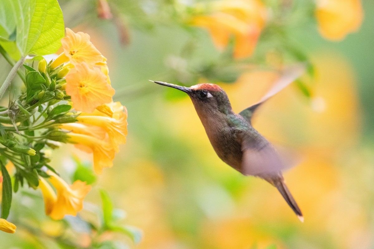 kolibřík hnědotemenný - ML616827419