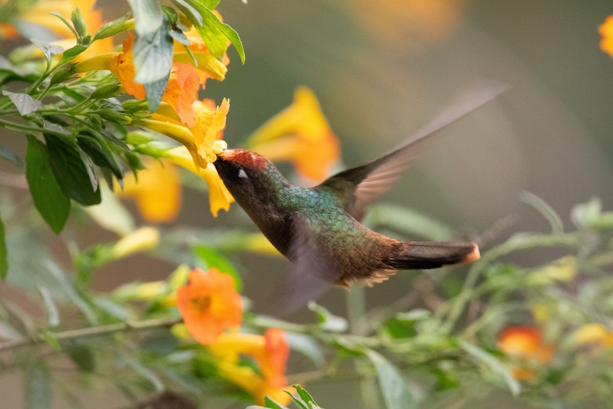 kolibřík hnědotemenný - ML616827421