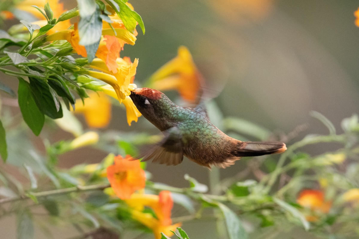 kolibřík hnědotemenný - ML616827422