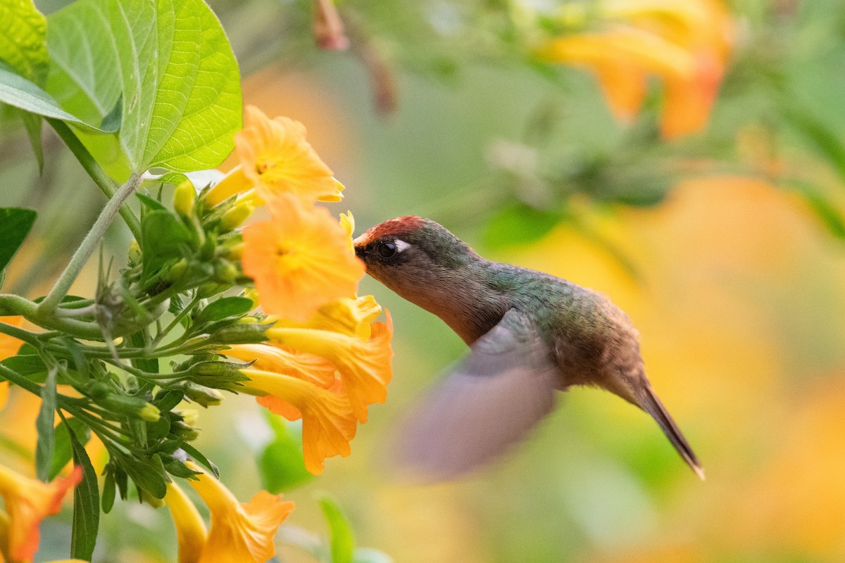 kolibřík hnědotemenný - ML616827423