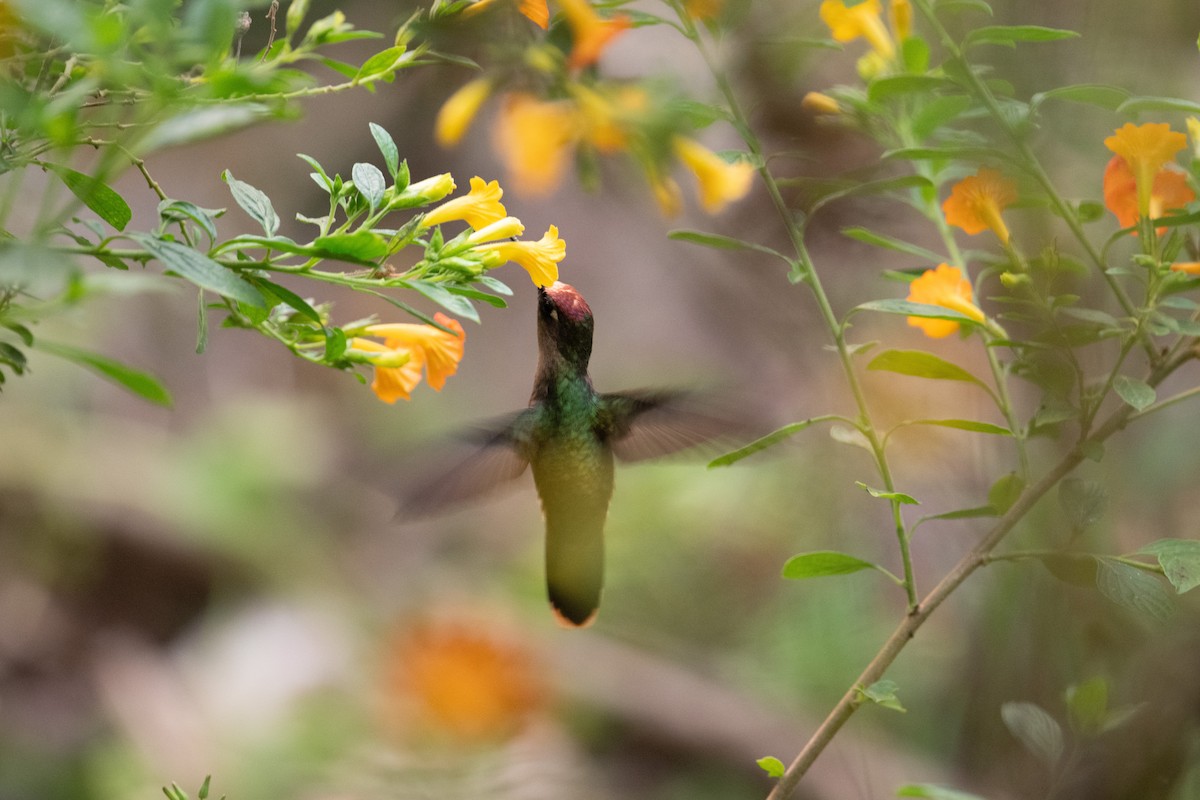 kolibřík hnědotemenný - ML616827424