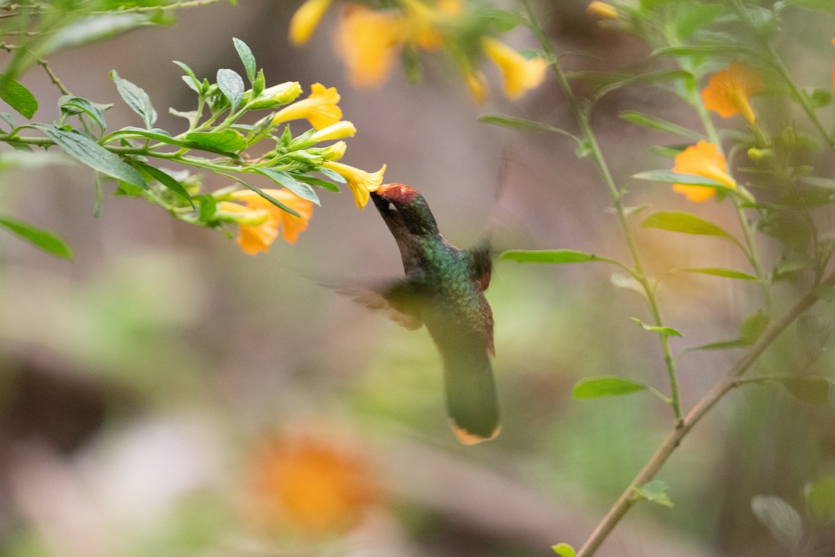 kolibřík hnědotemenný - ML616827425