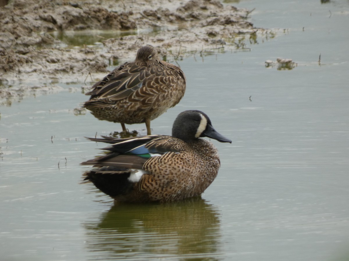 Blue-winged Teal - ML616827443