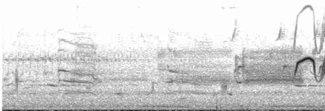 Светлобрюхий фиби - ML616827480