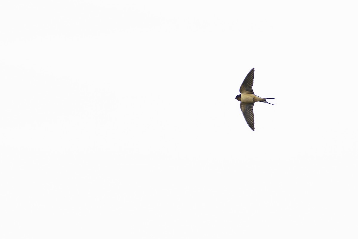Barn Swallow - Paul Jones