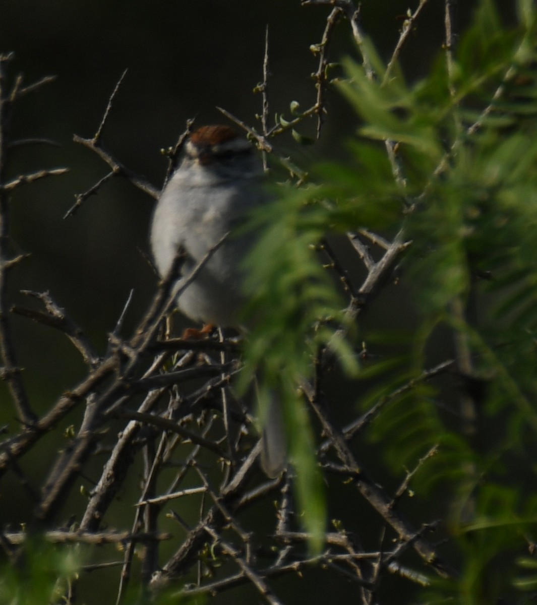 White-crowned Sparrow - ML616827721