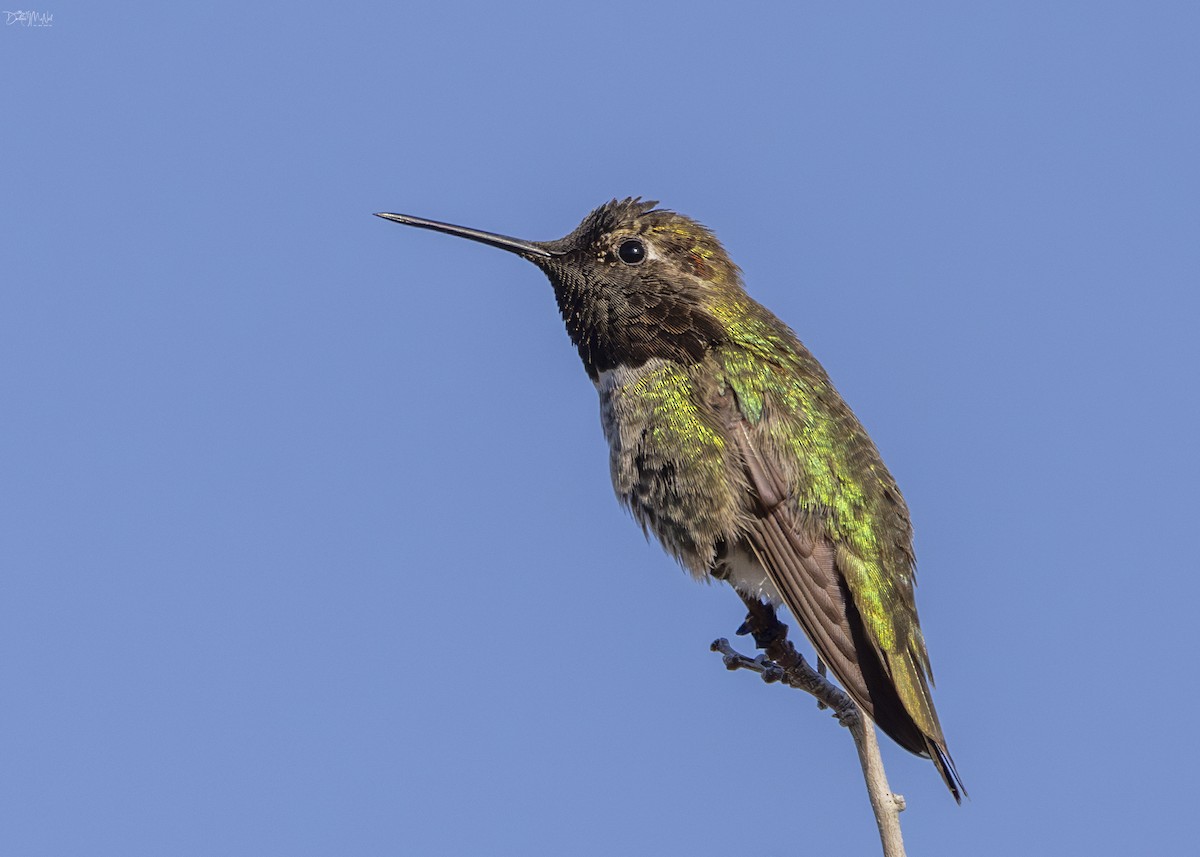 Anna's Hummingbird - ML616827761