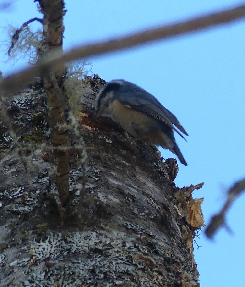 Red-breasted Nuthatch - ML616827778