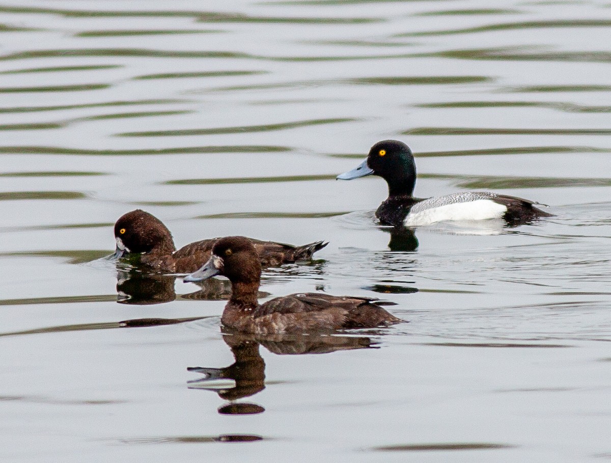 Greater Scaup - ML616827864
