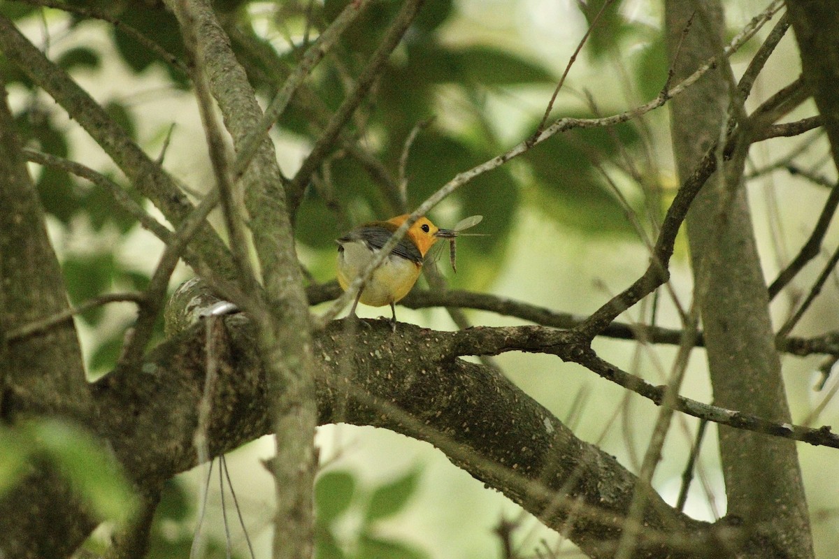 Prothonotary Warbler - ML616827868