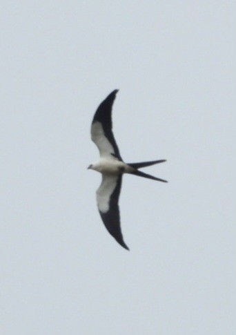 Swallow-tailed Kite - ML616827905
