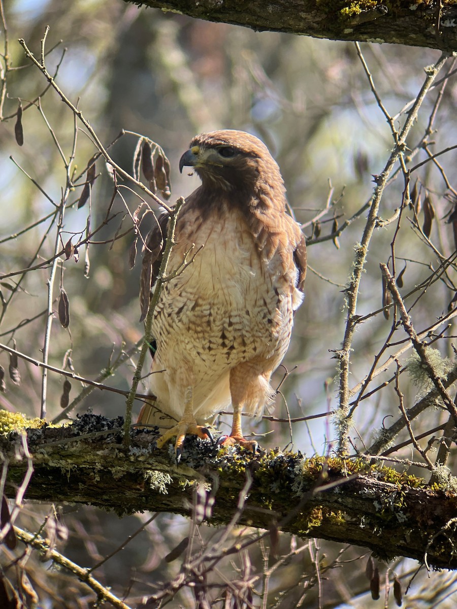 Red-tailed Hawk - ML616827929
