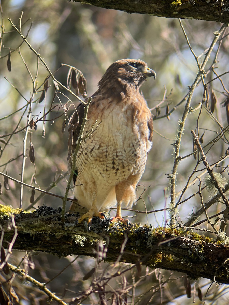 Red-tailed Hawk - ML616827930