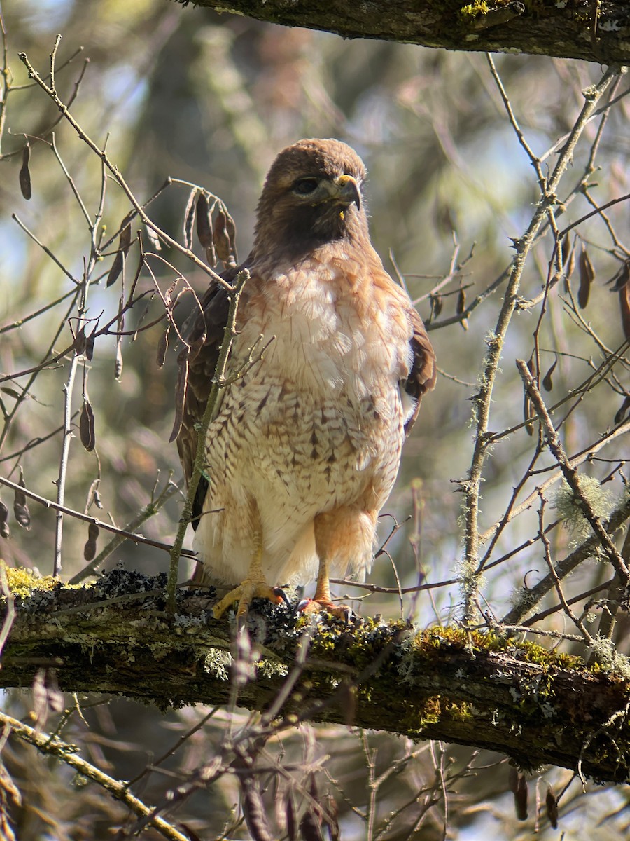 Red-tailed Hawk - ML616827931