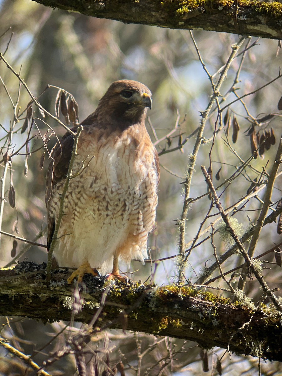 Red-tailed Hawk - ML616827932