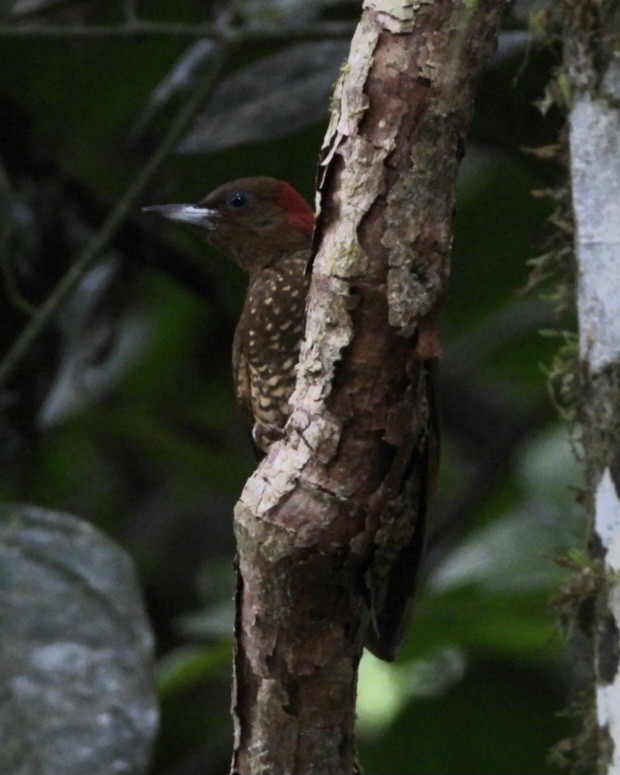 Rufous-winged Woodpecker - juan carlos dieguez
