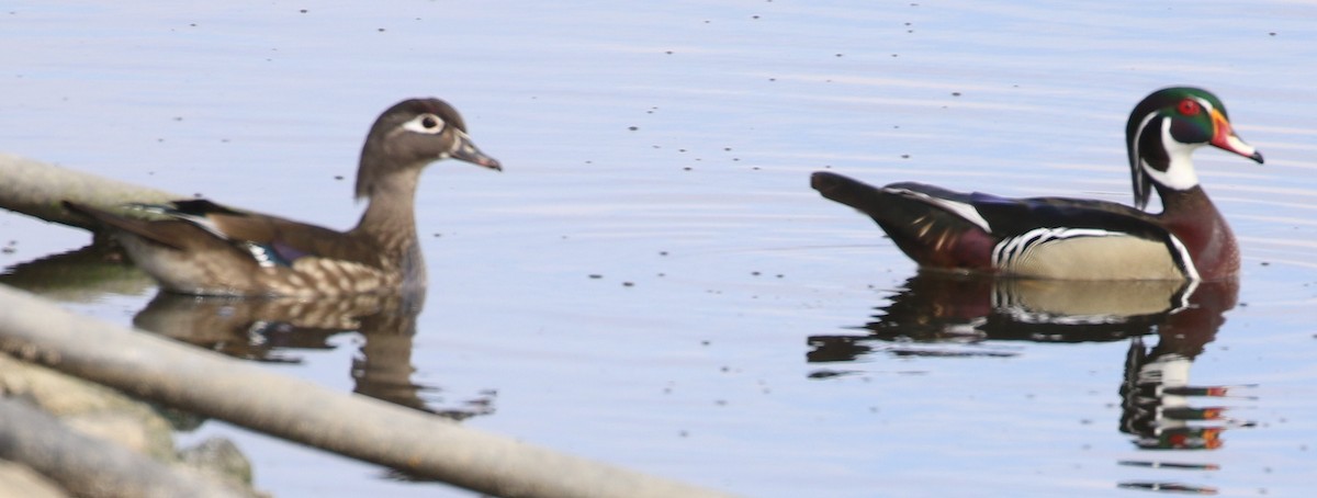 Wood Duck - Don Coons