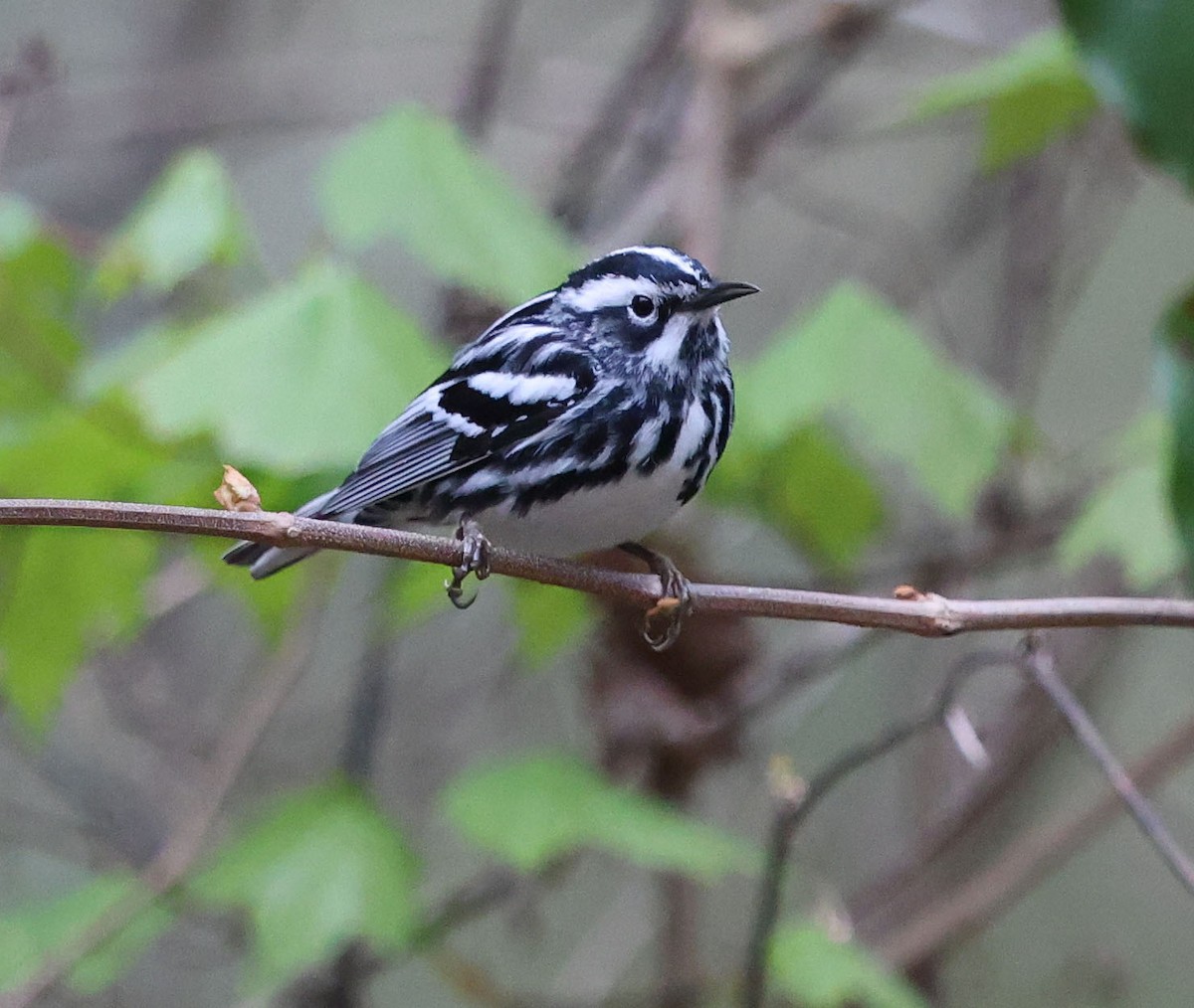 Black-and-white Warbler - ML616828075