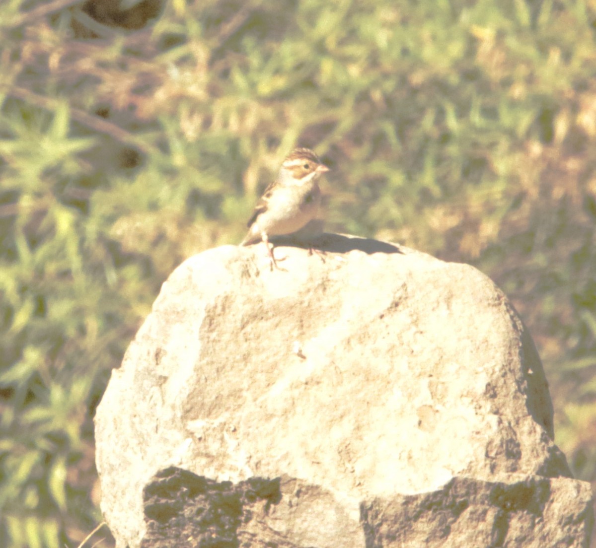 Clay-colored Sparrow - ML616828104