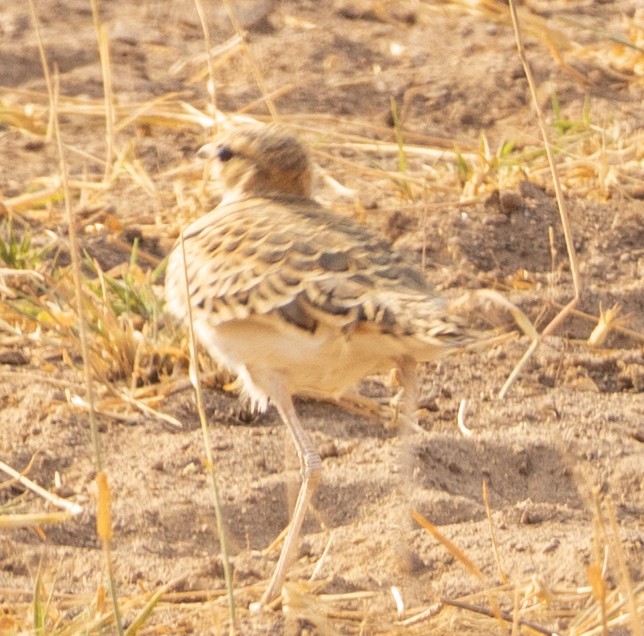 Double-banded Courser - ML616828126