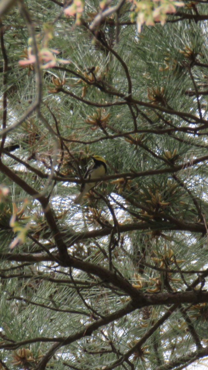 Black-throated Green Warbler - ML616828136